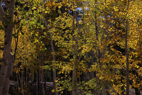 Fall Colors in Lee Canyon Spring Mountains National Recreation Area