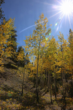 Fall Colors in Lee Canyon Spring Mountains National Recreation Area
