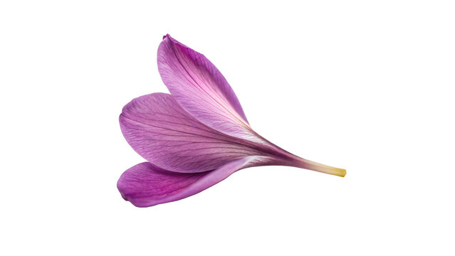 Single beautiful purple crocus spring flower bloom isolated on transparent background