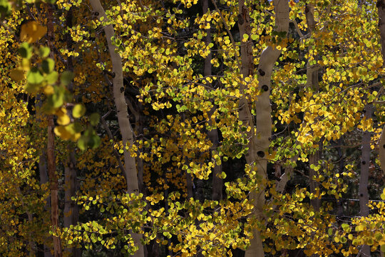 Fall Colors in Lee Canyon Spring Mountains National Recreation Area