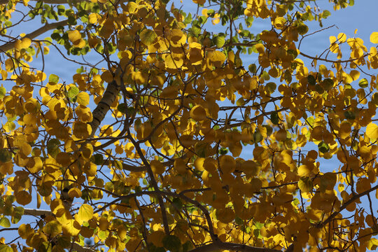 Fall Colors in Lee Canyon Spring Mountains National Recreation Area