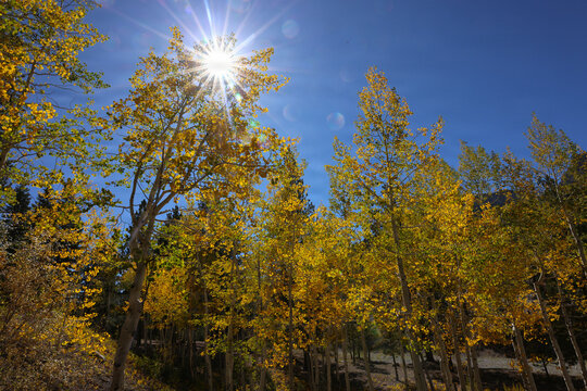 Fall Colors in Lee Canyon Spring Mountains National Recreation Area