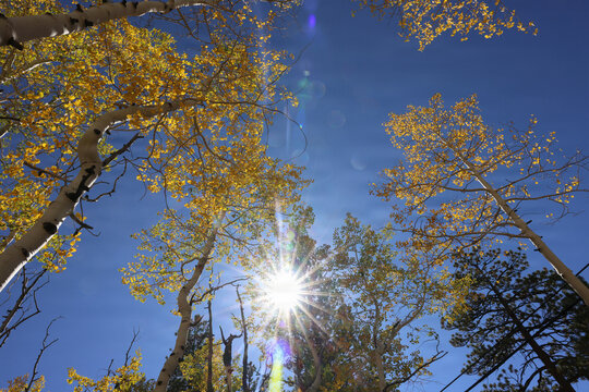 Fall Colors in Lee Canyon Spring Mountains National Recreation Area