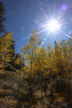 Fall Colors in Lee Canyon Spring Mountains National Recreation Area