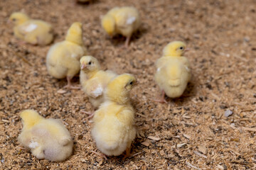 cute yellow chickens for growing meat breeds, small chickens covered with yellow fluff on sawdust in the poultry farm building, the chickens are about three days old © rsooll