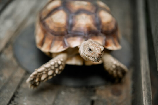 Turtle Resting on a Rock in Nature, Wild Reptile with Protective Shell, Slow Wildlife Animal Surrounded by Natural Environment, Peaceful Outdoor Scene