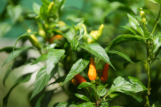 Fresh red chili peppers growing on green plant in farm garden during sunny day with chili pepper 
