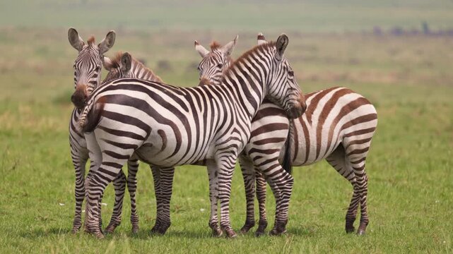 Plains zebras standing together in the grasslands of Maasai Mara, Kenya. African wildlife herd in natural savanna habitat, photographed during a safari.