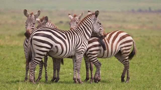 Plains zebras standing together in the grasslands of Maasai Mara, Kenya. African wildlife herd in natural savanna habitat, photographed during a safari.