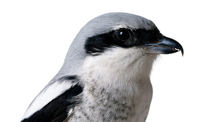 Fototapeta premium Loggerhead shrike bird profile portrait with grey feathers and black eye mask