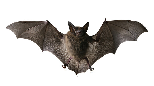 Small brown bat with outstretched wings in flight