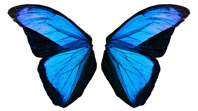 Vibrant blue Morpho butterfly wings with black edges and intricate vein patterns