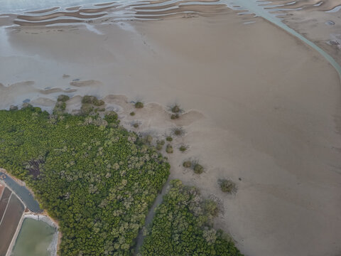 Aerial view of green mangrove forest on coastal mudflat during low tide