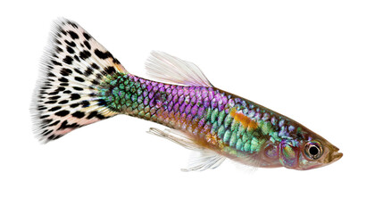 Iridescent guppy fish with colorful scales and patterned tail fin © Clementine