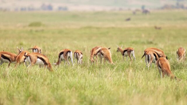 A group of impalas grazing in the grasslands of Maasai Mara, Kenya. African antelopes in their natural savanna habitat, photographed during a wildlife safari.