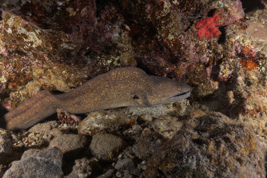 Moray eel Mooray lycodontis undulatus in the Red Sea, Eilat Israel
