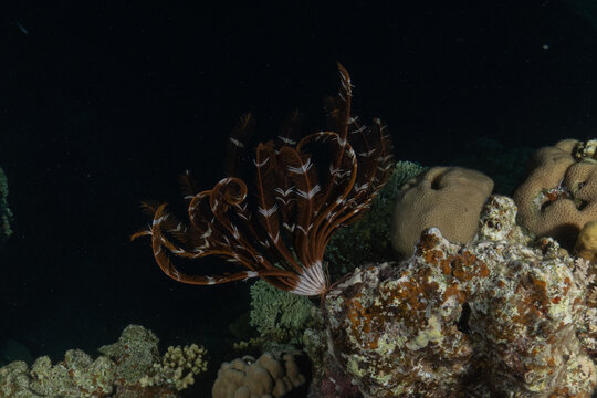 Coral reef and water plants in the Red Sea, Eilat, Israel
