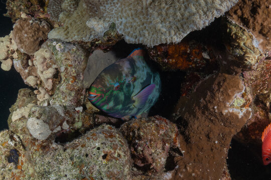 Fish swimming in the Red Sea, colorful fish, Eilat, Israel
