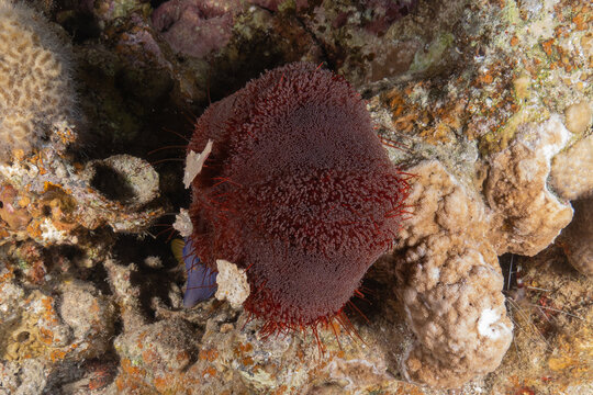 Coral reef and water plants in the Red Sea, Eilat, Israel
