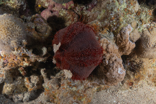 Coral reef and water plants in the Red Sea, Eilat, Israel
