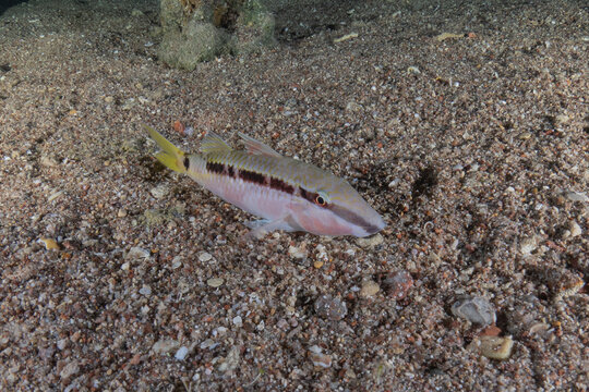 Fish swimming in the Red Sea, colorful fish, Eilat, Israel

