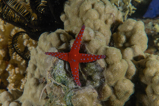 Starfish on the seabed in the Red Sea, Eilat Israel
