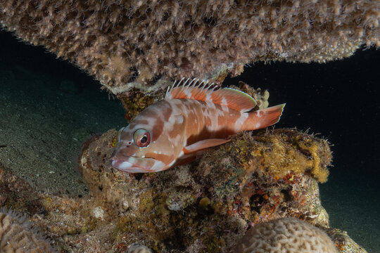 Fish swimming in the Red Sea, colorful fish, Eilat, Israel
