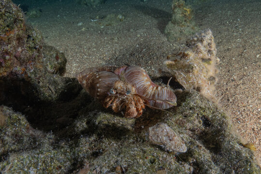 Hermit Crab in the Red Sea Colorful and beautiful, Eilat, Israel