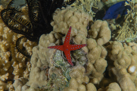 Starfish on the seabed in the Red Sea, Eilat Israel
