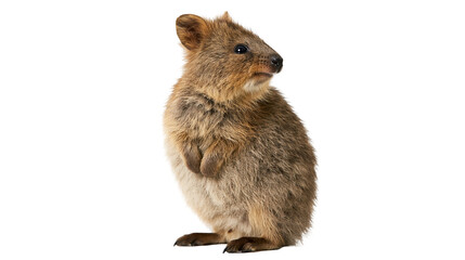 Small furry brown quokka standing upright looking to the side © Lysander