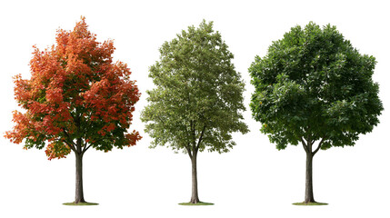 Three deciduous trees with green and orange autumn foliage © Lysander