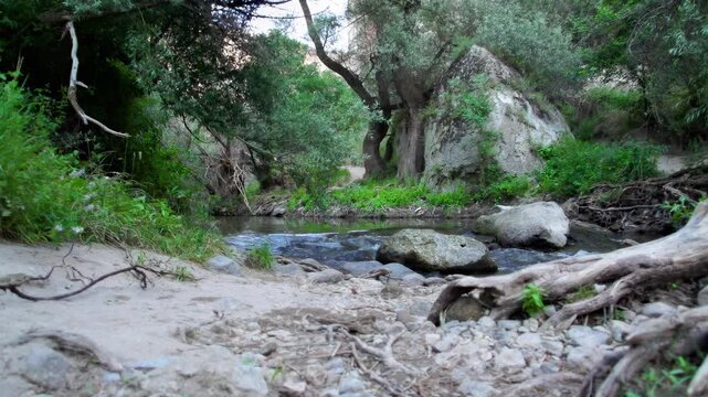 stream in the forest 4
