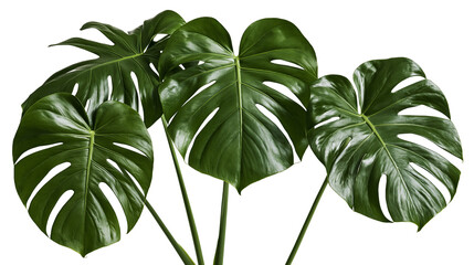 Three large vibrant green Monstera deliciosa leaves with natural fenestrations © Lysander