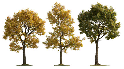 Three deciduous trees with green and yellow autumn foliage © Lysander