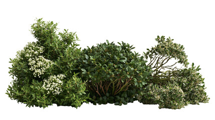 Lush green garden shrubbery with small white flowers and dense foliage © Lysander
