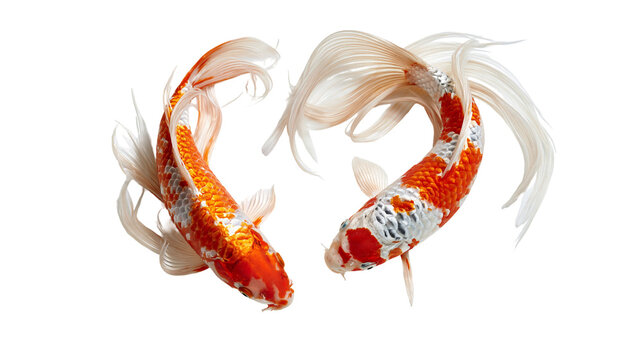 Two vibrant orange and white butterfly koi fish swimming in a circular pattern
