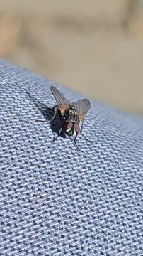 fly macro close up staing and then fly