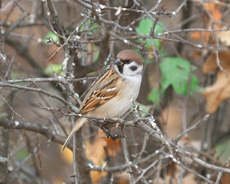 Eurasian Tree Sparrow (Passer montanus) perched on a branch at the edge of a forest in November