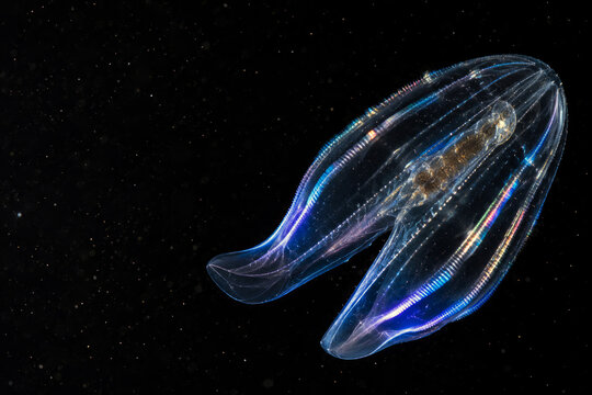 A transparent lobate ctenophore spreads its oral lobes while blue and violet waves travel along rainbow comb rows. Gelatinous feeding behavior and pelagic adaptation