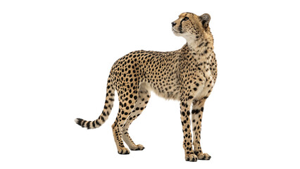 Small brown cheetah or leopard wild animal standing isolated on transparent background © James