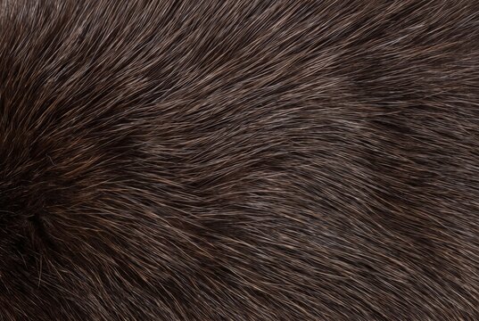Dark brown mink fur guard hair texture. Soft animal pelt pattern and luxury clothing material closeup
