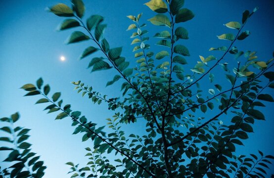 サマーから秋へ移る美しい自然の風景。青い空と豊かな緑の森、木や草の葉、澄んだ湖や川の水、海を魚がとぶナチュラルなイラスト。木を植える文科系ブランチが描く、抽象的なアート作品。