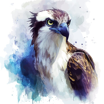 Osprey watercolor illustration, semi-realistic fantasy watercolor illustration, magical accents, isolated on white background