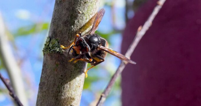 Macro video of two Asian hornets mating on a tree branch in daylight.