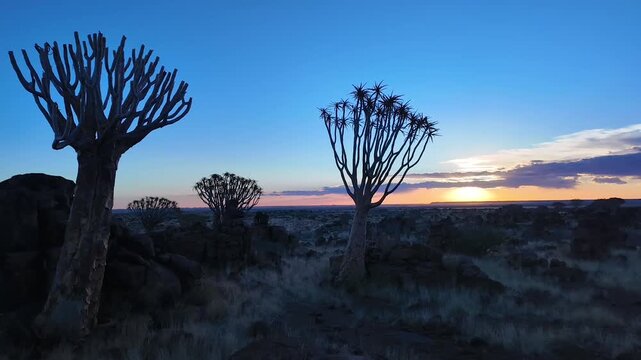 Sunset Over Quiver Tree Forest Namibia