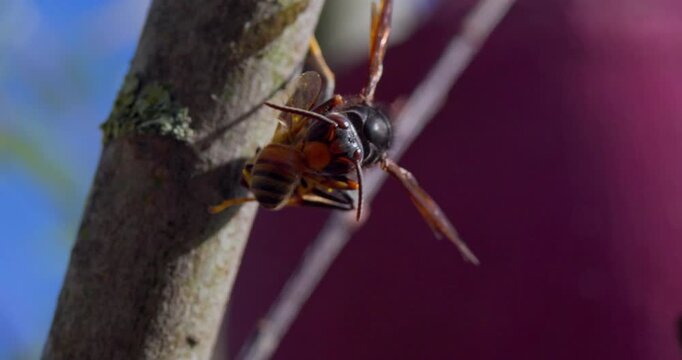 Macro video of two Asian hornets mating on a tree branch in daylight.