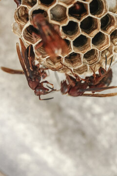 red paper wasp (Polistes) crawling on its textured honeycomb nest