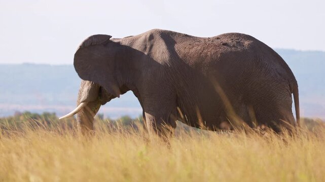 African elephant walking through the grasslands of Maasai Mara, Kenya, with mountains in the background. Wildlife safari scene in natural African savanna habitat.