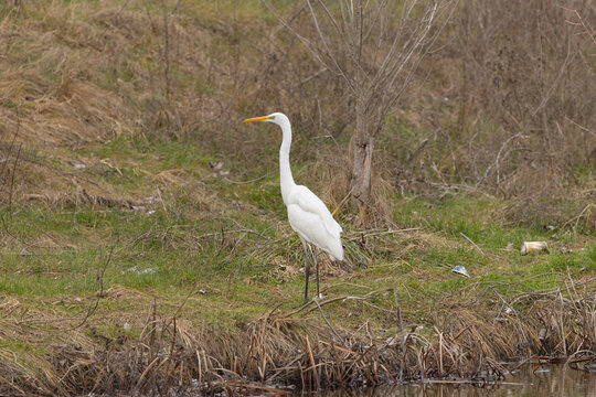 Great egret in polluted wetland habitat surrounded by litter and plastic waste