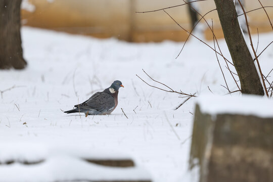 Common wood pigeon walking on snow in winter landscape
